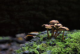 Bernhard Saalfeld - DSC09758 -1